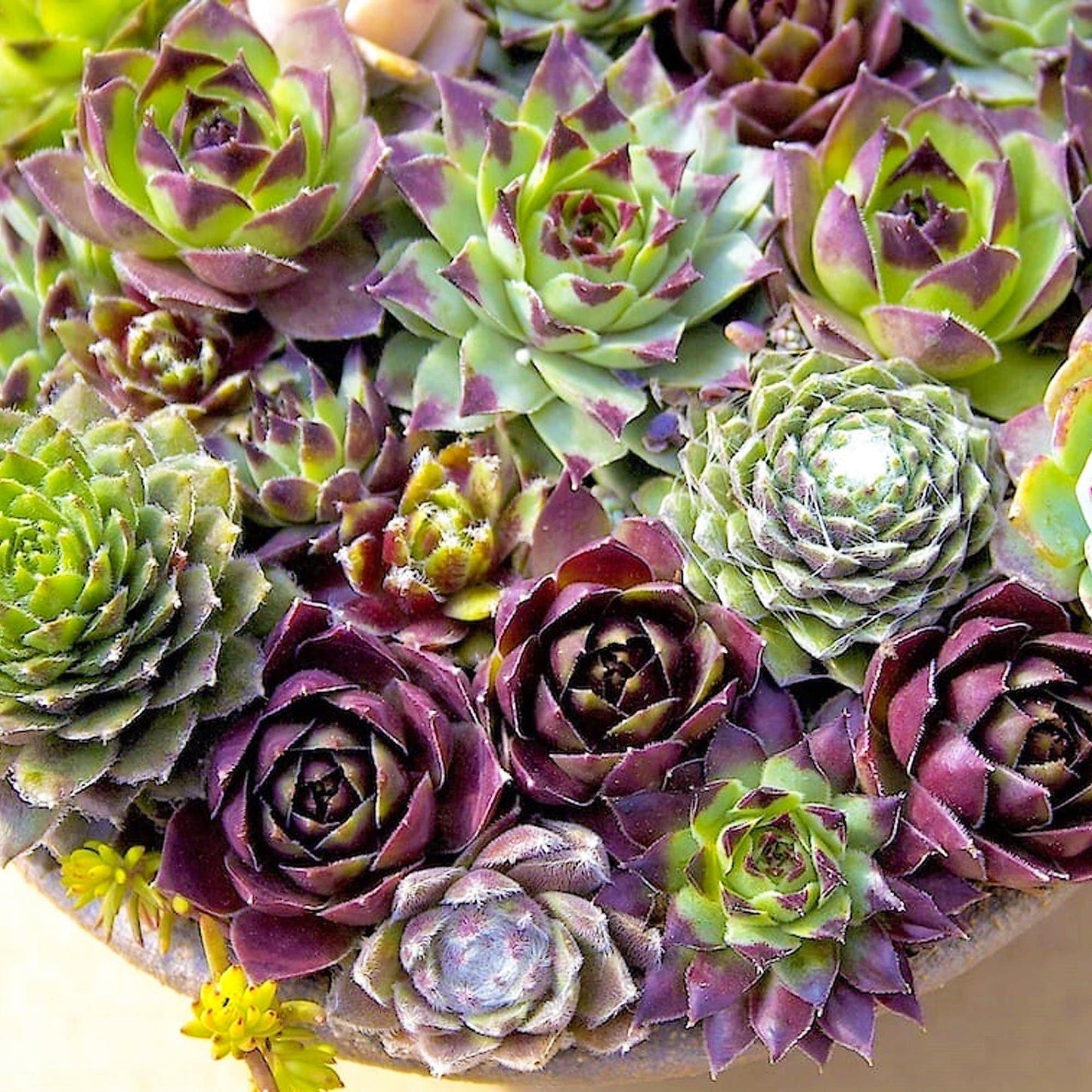Hens & Chicks, Sempervivum, Houseleeks Mixed – image 4