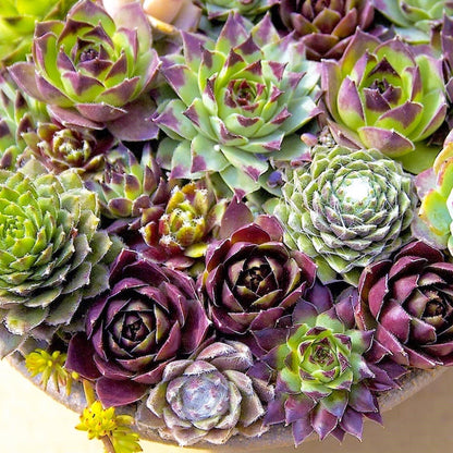 Hens & Chicks, Sempervivum, Houseleeks Mixed – image 4