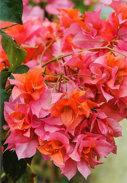 Bougainvillea Spectabilis Orange – image 5