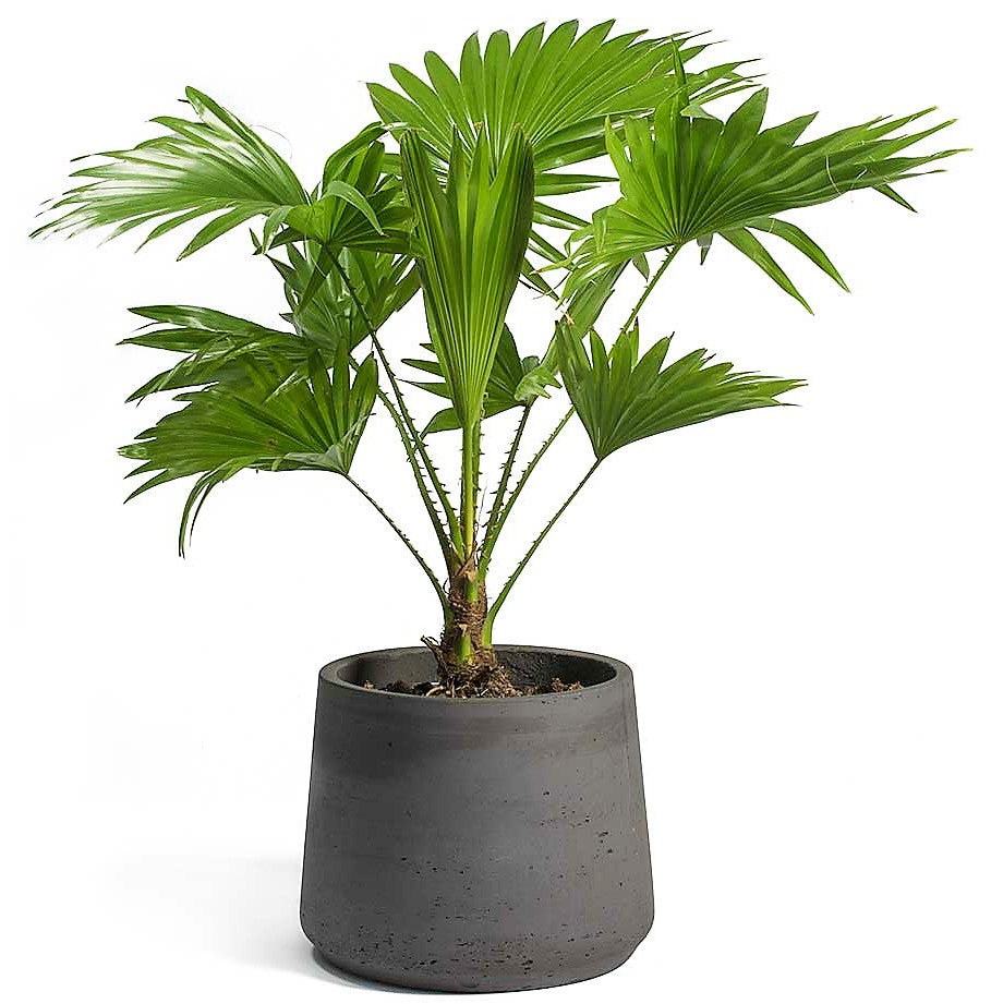 Livistona Palm, Footstool Palm, Table Palm, Fan Palm – image 5