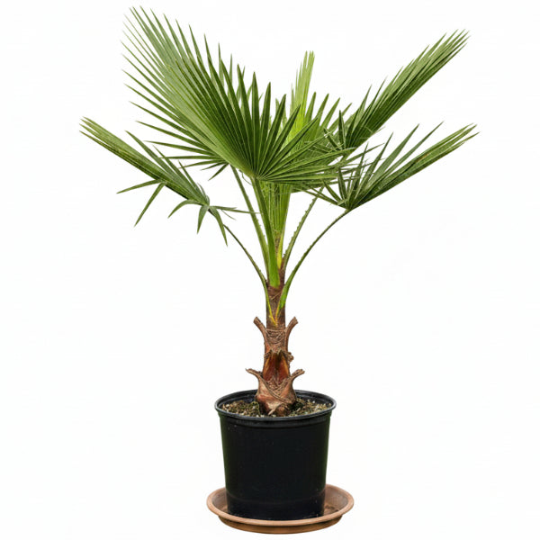 Mexican Fan Palm, Washingtonia Robusta – image 6