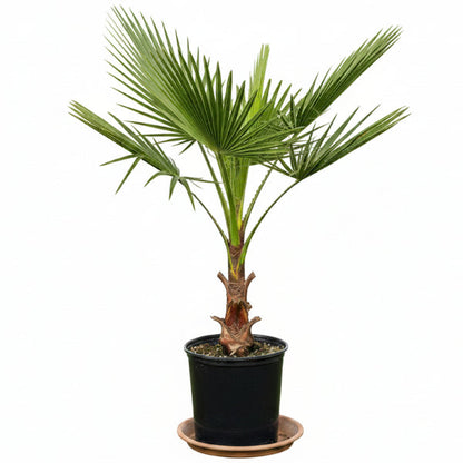 Mexican Fan Palm, Washingtonia Robusta – image 6
