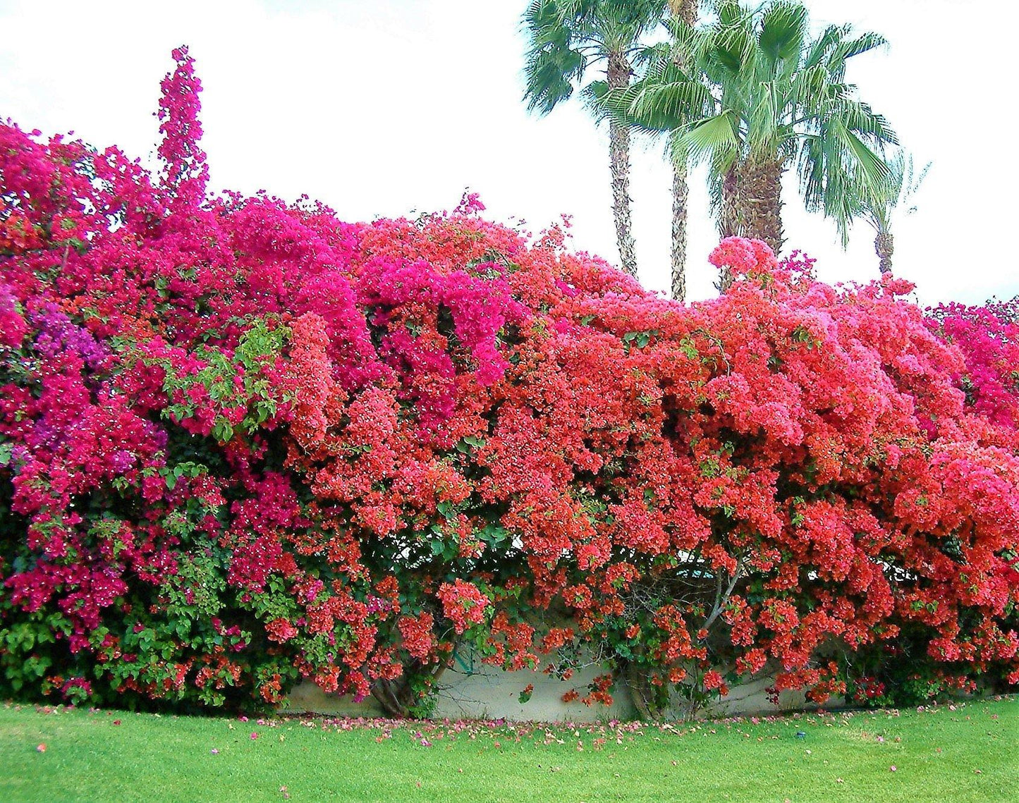 Bougainvillea Rainbow GOLD – image 3