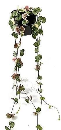 String of Hearts, Ceropegia Woodii, Variegated – image 4