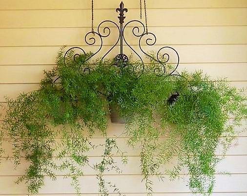 Asparagus Hanging – image 4