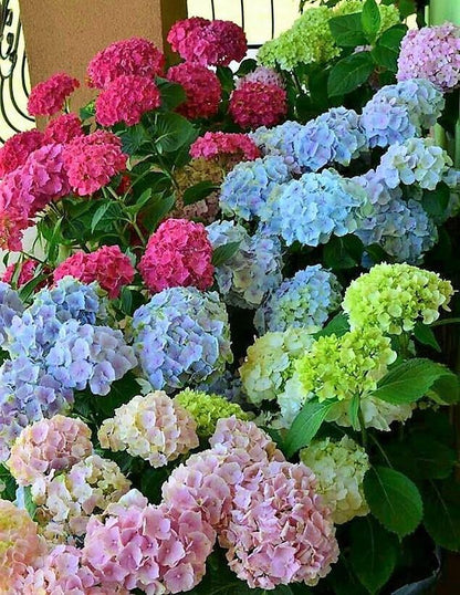 Hydrangea – image 4