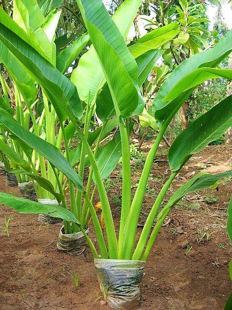 Ravenala Madagascariensis, Traveller’s Palm – image 4