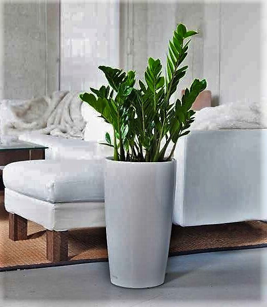 ZZ Plant - Zamioculcas Zamiifolia, Zanzibar Gem – Green Plants