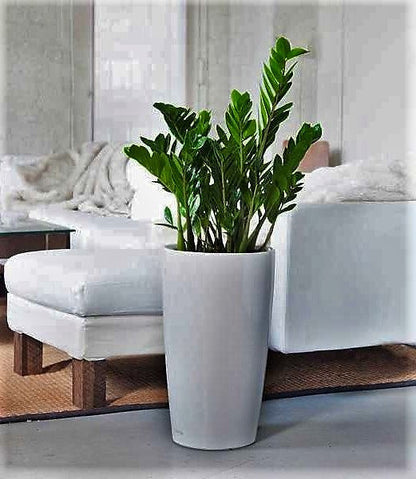 ZZ Plant - Zamioculcas Zamiifolia, Zanzibar Gem – Green Plants