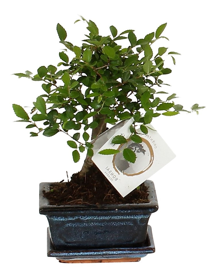 Mini Bonsai Mixed (One Plant in Pot) – image 4