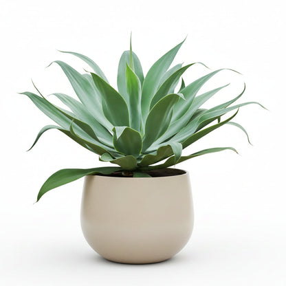 Agave Attenuata, Spineless Century Plant – image 2