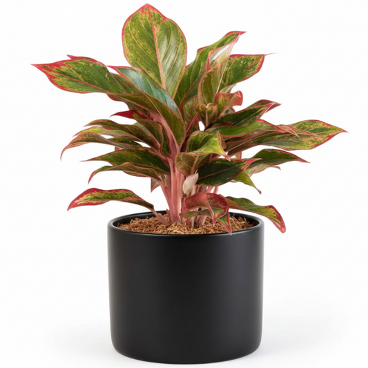 Aglaonema King of Siam – image 1