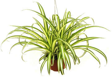 Spider Plant, Chlorophytum comosum, Variegatum – image 6