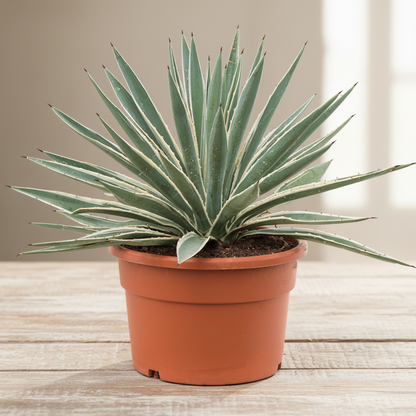 Agave Angustifolia, Caribbean – image 3