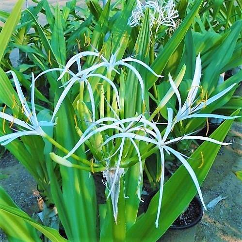 Crinum asiaticum, Spider lily or Seashore lily – image 5