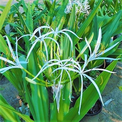 Crinum asiaticum, Spider lily or Seashore lily – image 5