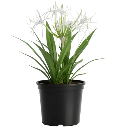 Crinum asiaticum, Spider lily or Seashore lily – image 1