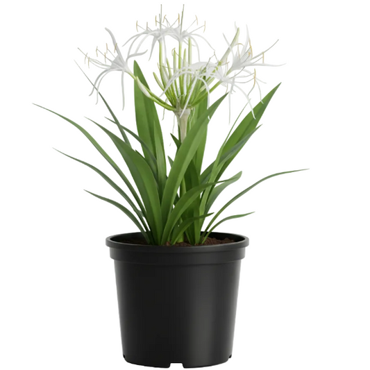Crinum asiaticum, Spider lily or Seashore lily – image 1