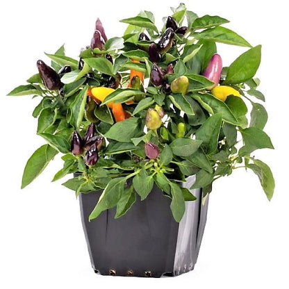 Ornamental pepper plant – image 3