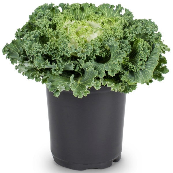 Ornamental Kale, Brassica Oleracea – image 4