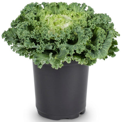 Ornamental Kale, Brassica Oleracea – image 4