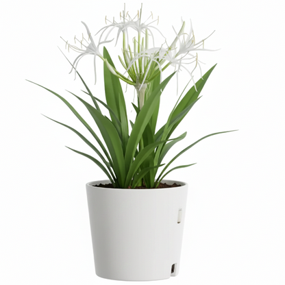 Crinum asiaticum, Spider lily or Seashore lily – image 7