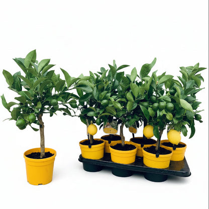 Office Lemon Tree, Citrus Lemon with fruit – image 3
