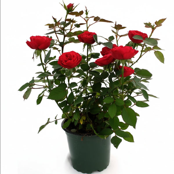 Rose Plant Outdoor – image 7