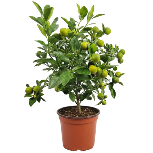 Lemon Tree, Citrus Lemon – image 2