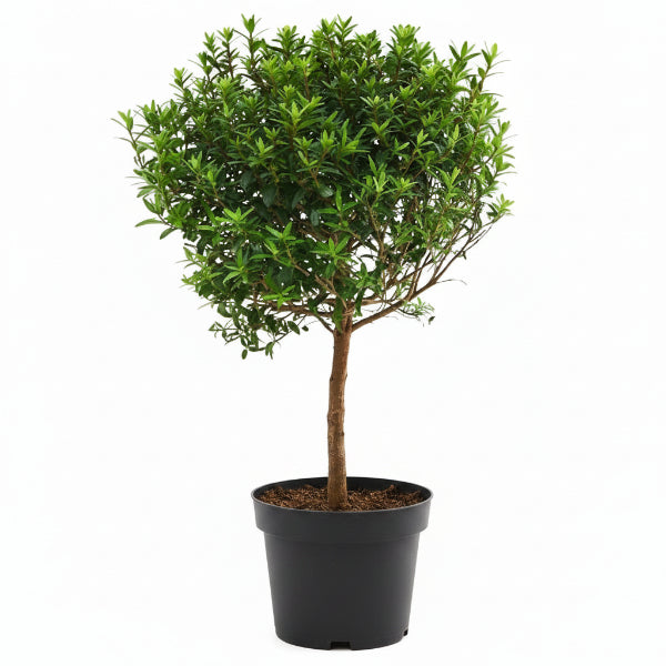 Myrtle, Myrtus Communis – image 5