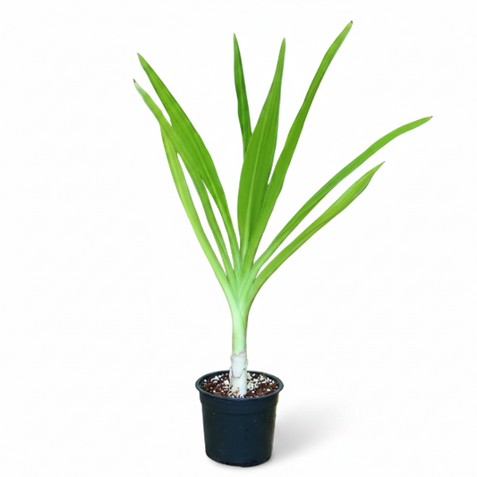 Crinum asiaticum, Spider lily or Seashore lily – image 2