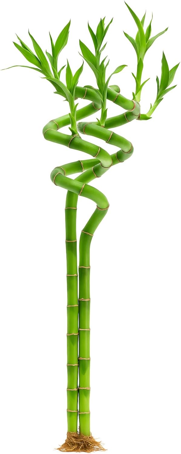 Lucky Bamboo Sticks, Dracaena Sanderiana – image 6