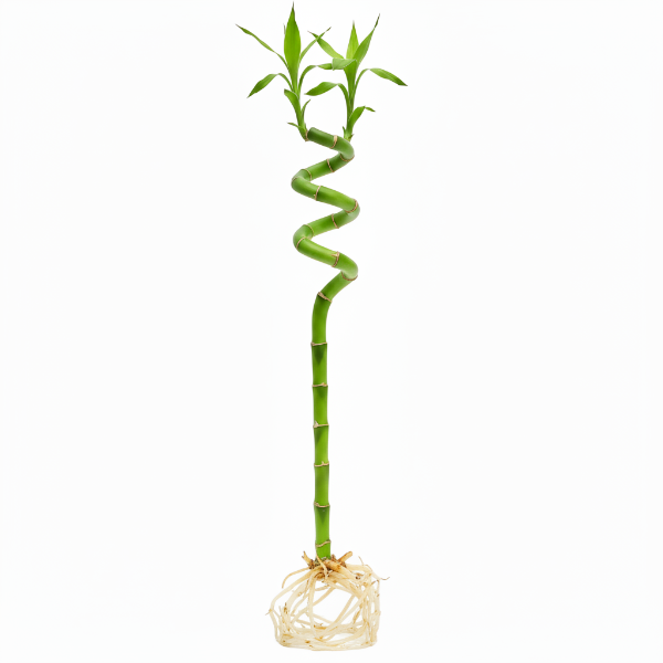 Lucky Bamboo Sticks, Dracaena Sanderiana – image 7