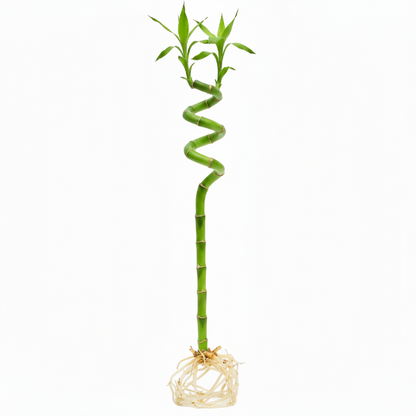 Lucky Bamboo Sticks, Dracaena Sanderiana – image 7
