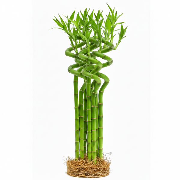 Lucky Bamboo Sticks, Dracaena Sanderiana – image 8