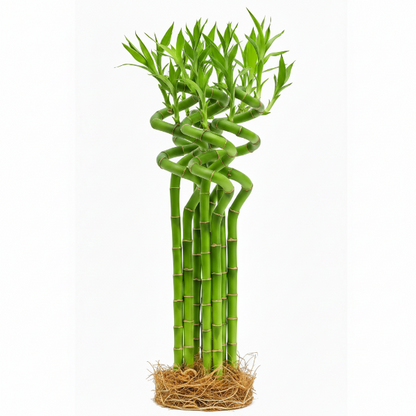 Lucky Bamboo Sticks, Dracaena Sanderiana – image 8