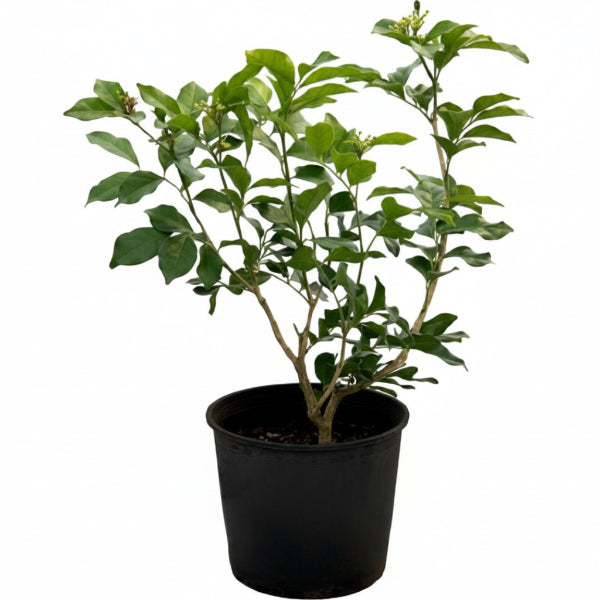 Clerodendrum inerme, Wild Jasmine – image 6