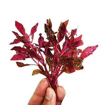 Alternanthera Red, Red Sessile, Joyweed (small) – image 4