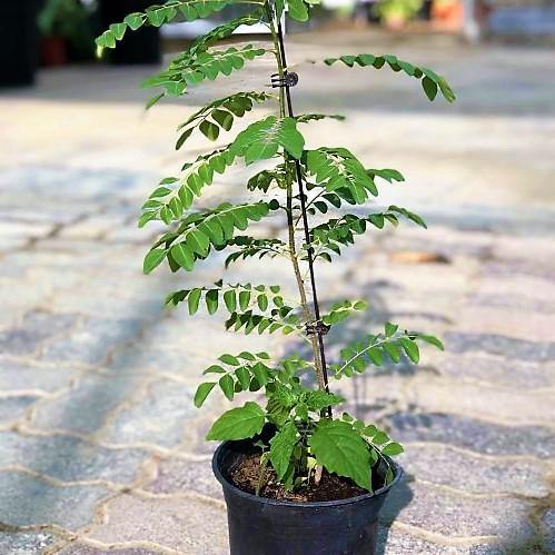 Curry Leaves, Kadi Patta – image 5