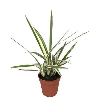 Dianella Tasmanica, Variegata, Tasman Flax-lily – image 4