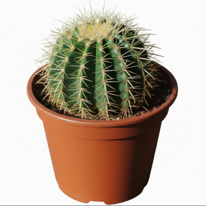 Echinocactus Grusonii, Golden Barrel Cactus, Ball Cactus – image 2
