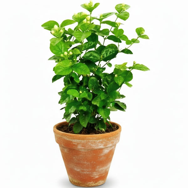 Clerodendrum inerme, Wild Jasmine – image 1