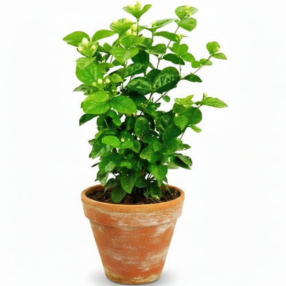 Clerodendrum inerme, Wild Jasmine – image 1