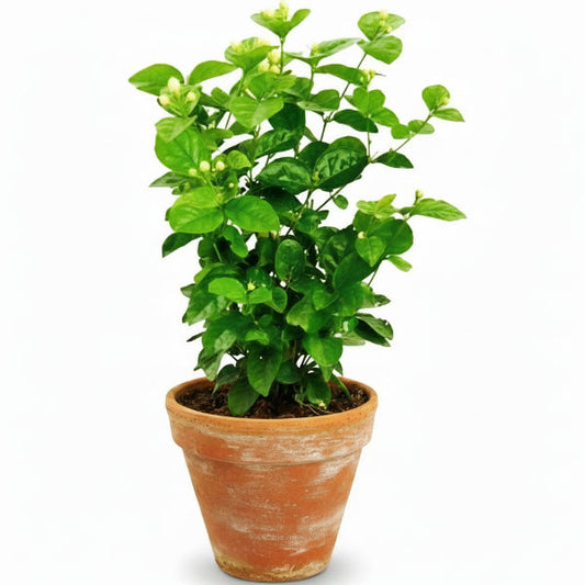 Clerodendrum inerme, Wild Jasmine – image 1
