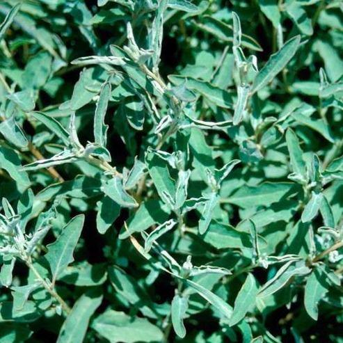 Atriplex semibaccata, Salt Bush – image 4