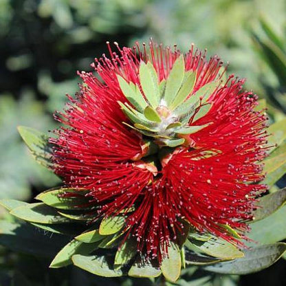 Callistemon Viminalis, Bottle Brush – image 3