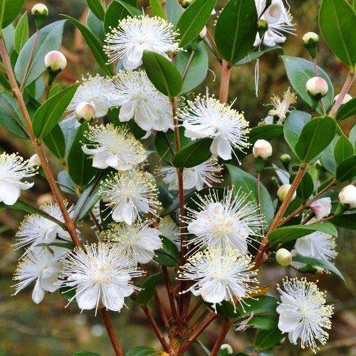 Myrtle, Myrtus Communis – image 7