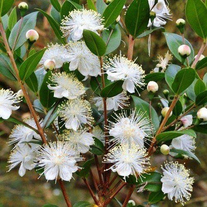 Myrtle, Myrtus Communis – image 7