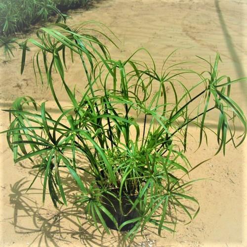 Cyperus Alternifolius, Umbrella Papyrus – image 5