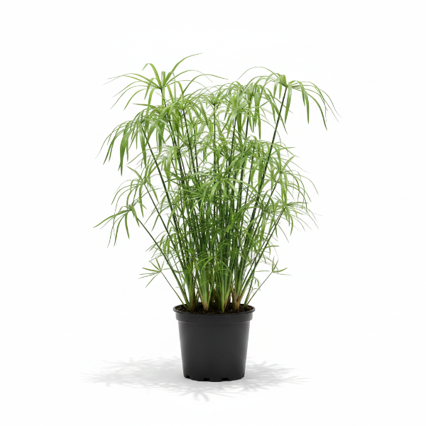 Cyperus Alternifolius, Umbrella Papyrus – image 1